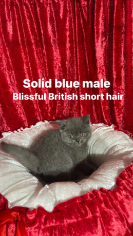 purebred-pedigree-british-shorthair-kittens-big-9