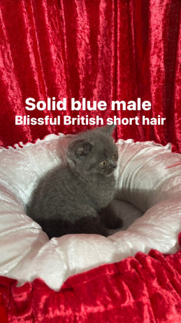 purebred-pedigree-british-shorthair-kittens-big-6