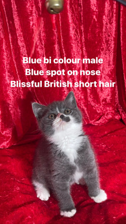 purebred-pedigree-british-shorthair-kittens-big-4