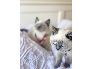 2 x Gorgeous (Blue Point) Pure British Shorthair Kitten Available