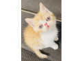 antcats-registered-exoticpersian-pedigree-lap-cat-kitten-small-3