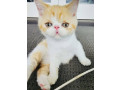 antcats-registered-exoticpersian-pedigree-lap-cat-kitten-small-1
