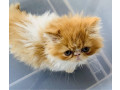ancats-registered-adorable-purebred-persianexotic-kitten-small-2