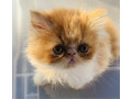 ancats-registered-adorable-purebred-persianexotic-kitten-small-1
