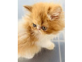 ancats-registered-adorable-purebred-persianexotic-kitten-small-3