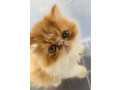 ancats-registered-adorable-purebred-persianexotic-kitten-small-0