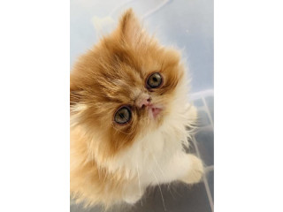 ️ ANCATS Registered. Adorable purebred Persian/Exotic kitten!