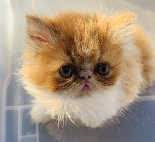 ancats-registered-adorable-purebred-persianexotic-kitten-big-1