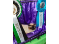 beautiful-freddie-son-of-darcy-chantay-both-show-cats-small-1