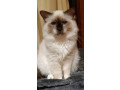 beautiful-freddie-son-of-darcy-chantay-both-show-cats-small-0