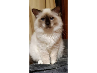 Beautiful Freddie son of Darcy & Chantay, both show cats