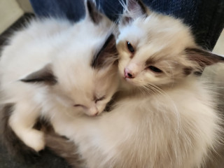 I have these beautiful baby's needing forever home's