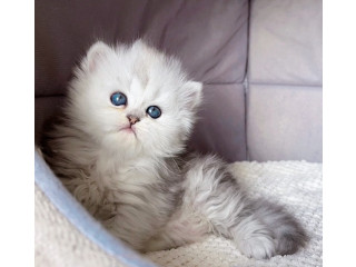 Silver Shaded British Longhair Kittens Available