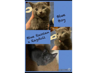 Blue Russian x Ragdoll Boy for sale - located Mildura vic