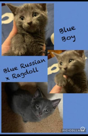 blue-russian-x-ragdoll-boy-for-sale-located-mildura-vic-big-0