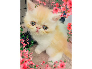 ️ ANCATS registered. Beautiful purebred Persian/Exotic kitten!