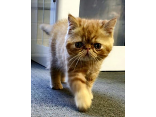 ️ GARFIELD ( ANCATS registered).Male Pedigree Exotic/Persian Kitten!