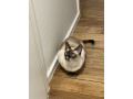 1-yr-old-female-tonkinese-cat-waiting-to-find-her-forever-home-small-0