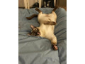 1-yr-old-female-tonkinese-cat-waiting-to-find-her-forever-home-small-1