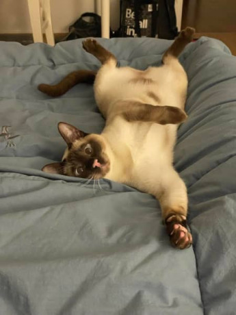1-yr-old-female-tonkinese-cat-waiting-to-find-her-forever-home-big-1