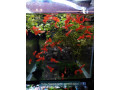 special-promo-albino-full-red-afr-guppies-sydney-cherry-shrimps-small-3