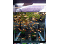 special-promo-albino-full-red-afr-guppies-sydney-cherry-shrimps-small-2