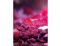 special-promo-albino-full-red-afr-guppies-sydney-cherry-shrimps-small-7