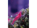 special-promo-albino-full-red-afr-guppies-sydney-cherry-shrimps-small-8