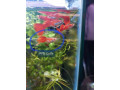 special-promo-albino-full-red-afr-guppies-sydney-cherry-shrimps-small-4