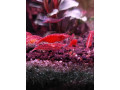 special-promo-albino-full-red-afr-guppies-sydney-cherry-shrimps-small-5