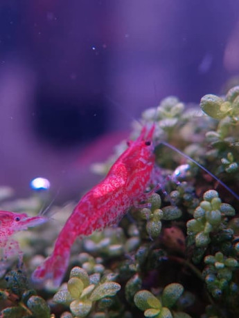 special-promo-albino-full-red-afr-guppies-sydney-cherry-shrimps-big-8