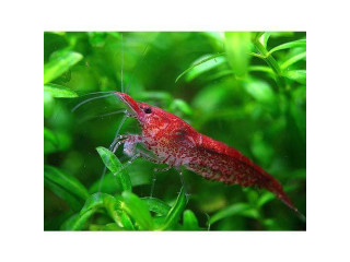 Colourful Low Grade Red Cherry Shrimp - Get Yours Today!