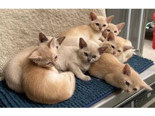 Fabulous Pedigreed Burmese Kittens for sale Australia