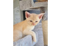 loving-burmese-kittens-available-now-small-2