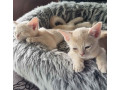 loving-burmese-kittens-available-now-small-1