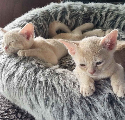 loving-burmese-kittens-available-now-big-1