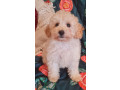 tiny-toy-cavoodle-small-2