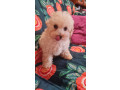 tiny-toy-cavoodle-small-1