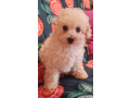 tiny-toy-cavoodle-small-3