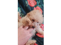 tiny-toy-cavoodle-small-0