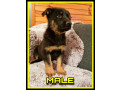 pedigree-german-shepherd-pups-working-line-free-delivery-small-2