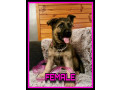 pedigree-german-shepherd-pups-working-line-free-delivery-small-0
