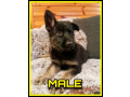 pedigree-german-shepherd-pups-working-line-free-delivery-small-3