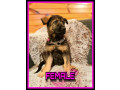 pedigree-german-shepherd-pups-working-line-free-delivery-small-1