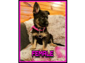 pedigree-german-shepherd-pups-working-line-free-delivery-small-4