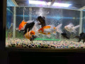 gold-fish-for-sale-small-2