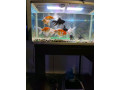 gold-fish-for-sale-small-0