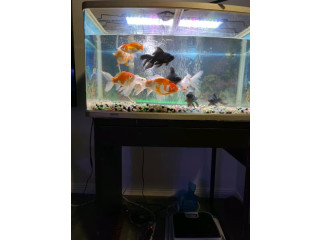 Gold fish for sale
