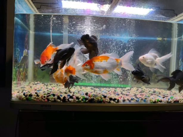 gold-fish-for-sale-big-2