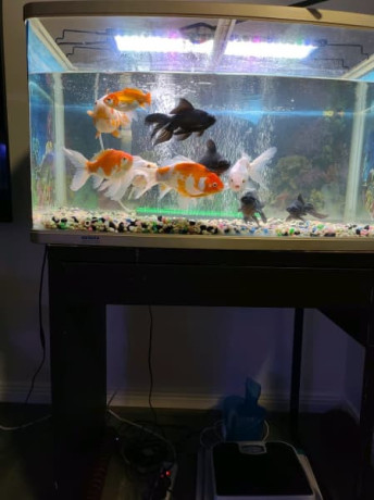 gold-fish-for-sale-big-0